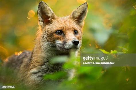 狐狸的照片|25,358 狐狸 Stock Photos, High